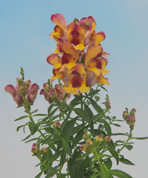 29.740 Antirrhinum-Snappy-Red-Flame